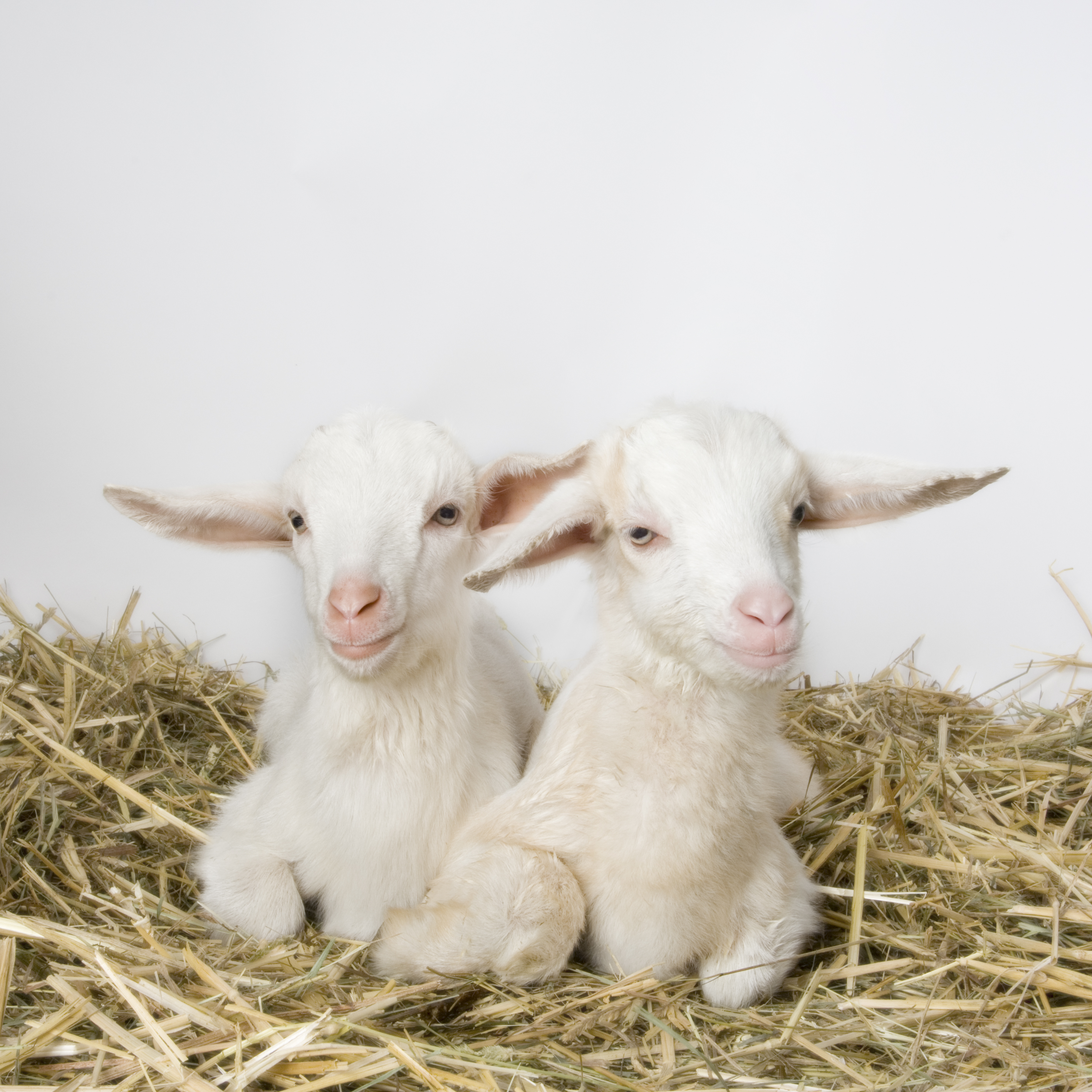 Goat Milk