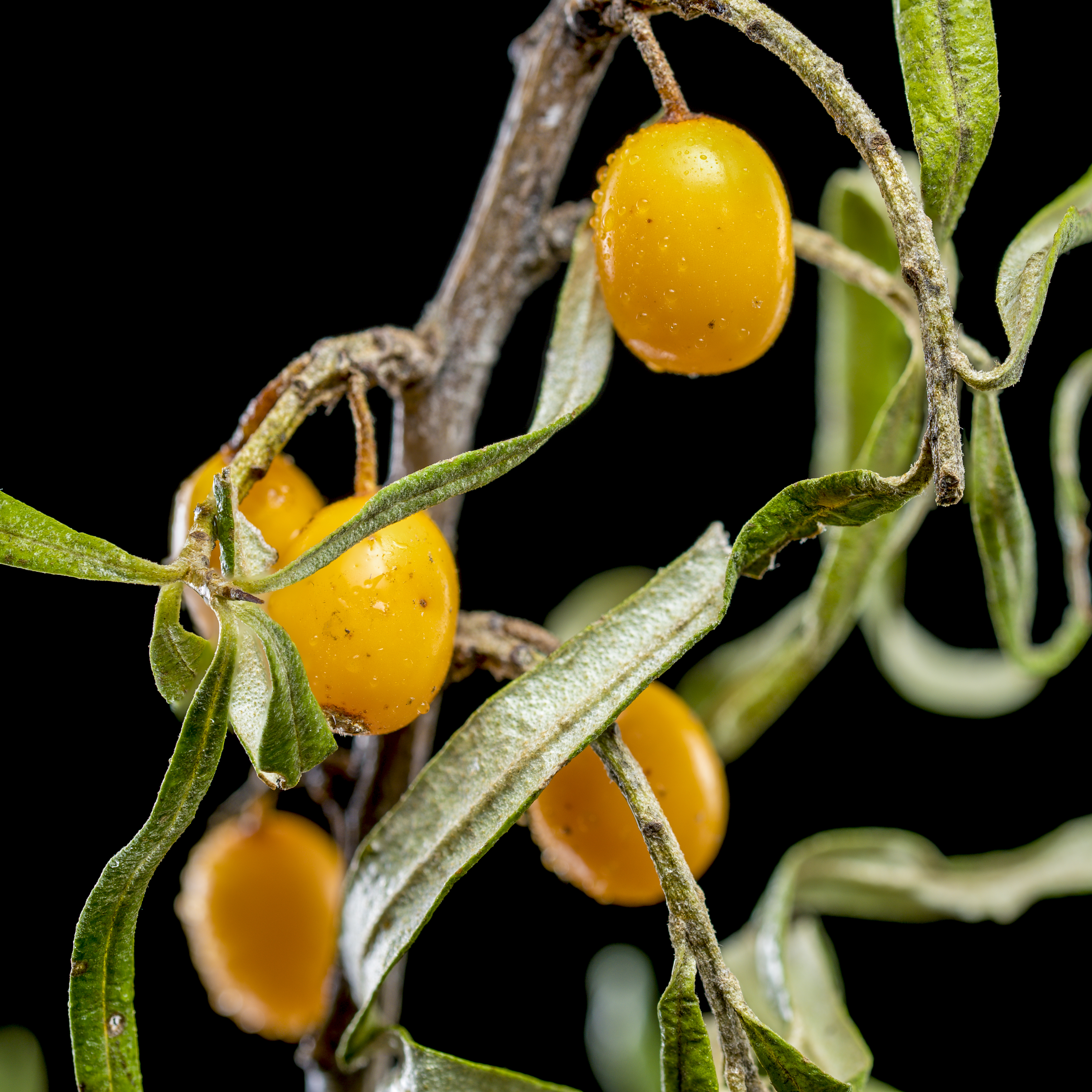 Jojoba Oil